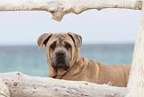 CANE CORSO 636